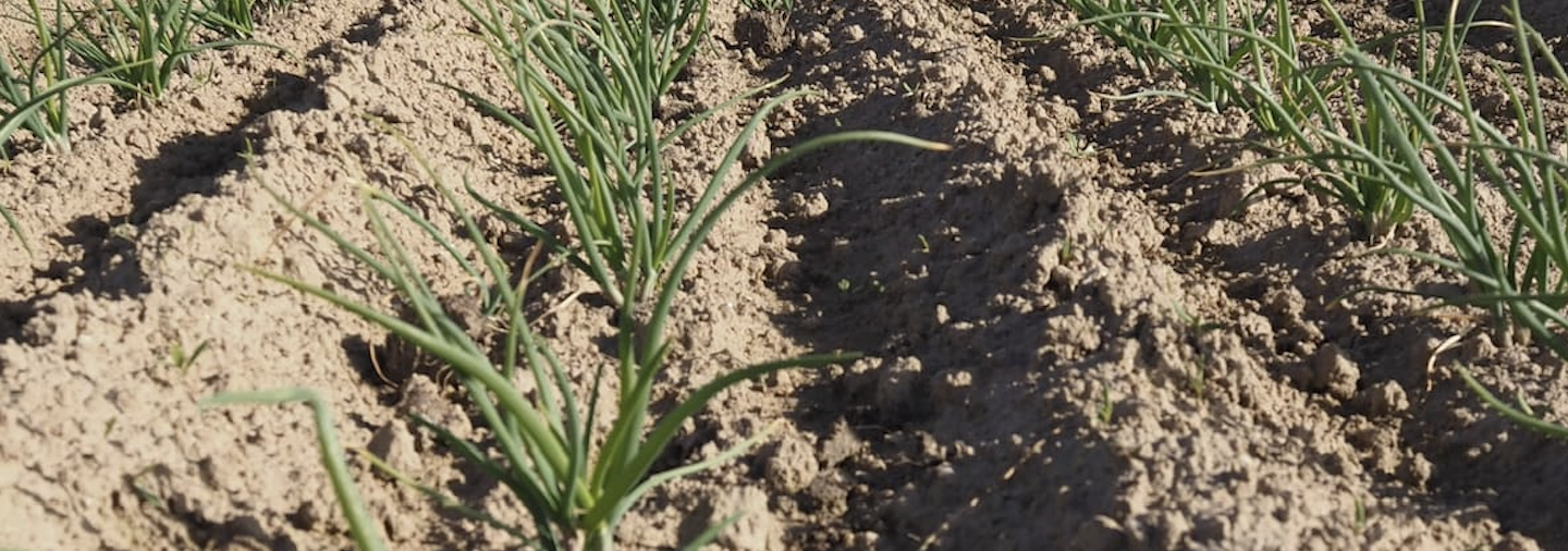 Parcelle d'oignons rosés de Bretagne, plantés en motte. Photo par Pouliquen, négoce et export de légumes frais de Bretagne, environ 5 semaines après les plantations.
