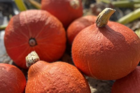 Potimarron frais, commerce de gros, Pouliquen négoce de légumes frais de Bretagne
