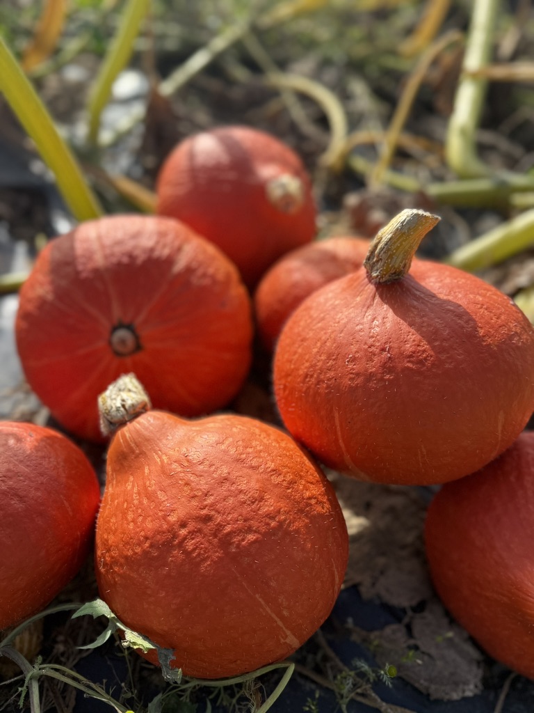Potimarron frais, commerce de gros, Pouliquen négoce de légumes frais de Bretagne