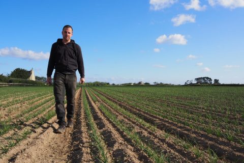Alexandre Morvan, producteurs, sur une de ces parcelles d'oignons rosés de Bretagne plantés en motte, 5 semaines après plantations. Photo par Pouliquen, négoce et export de légumes frais de Bretagne Haut de gamme.