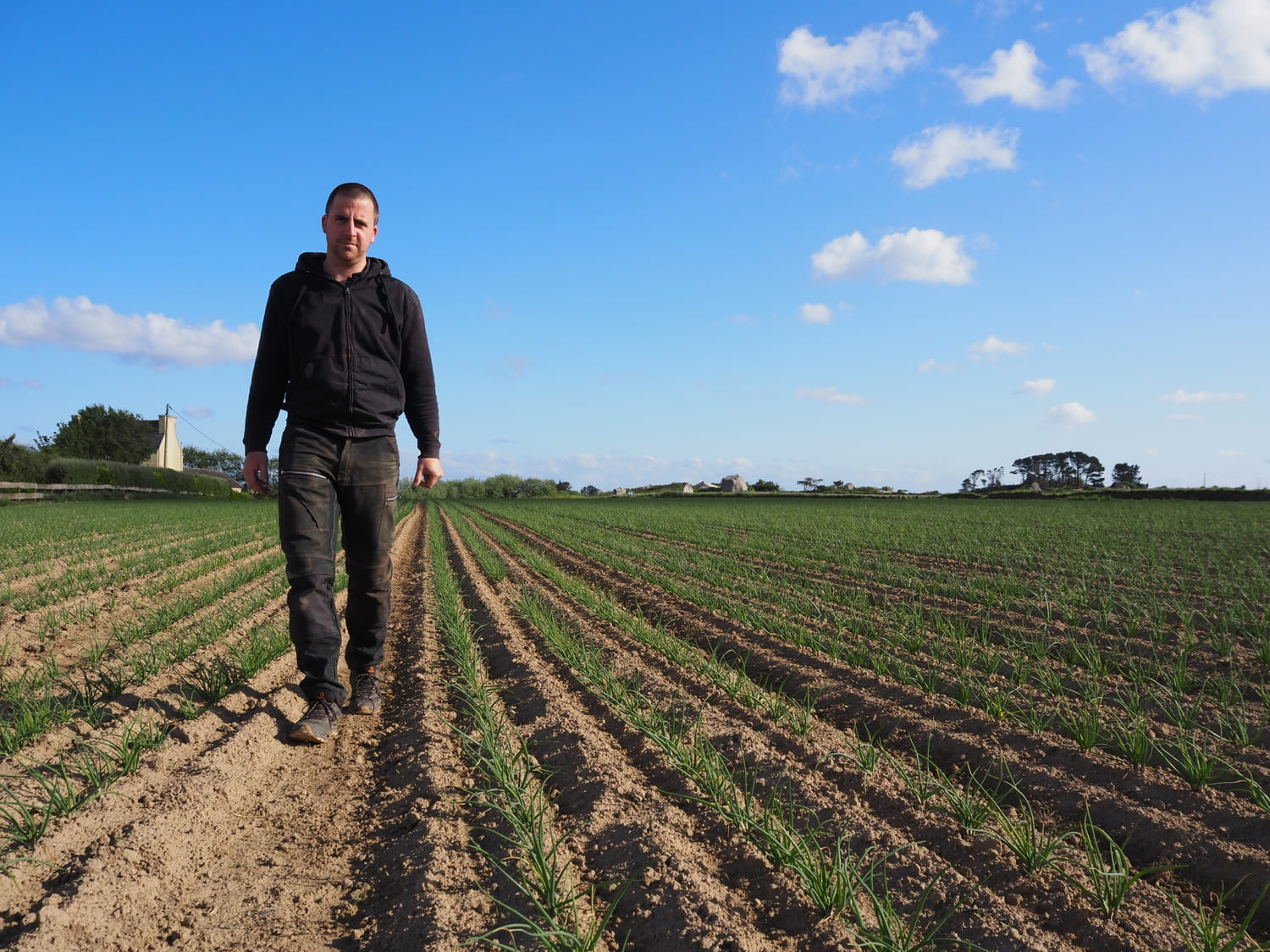 Alexandre Morvan, producteurs, sur une de ces parcelles d'oignons rosés de Bretagne plantés en motte, 5 semaines après plantations. Photo par Pouliquen, négoce et export de légumes frais de Bretagne Haut de gamme.