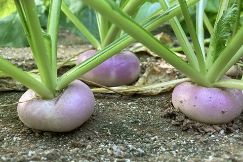 mini légumes cultivés en Bretagne - Mini navets