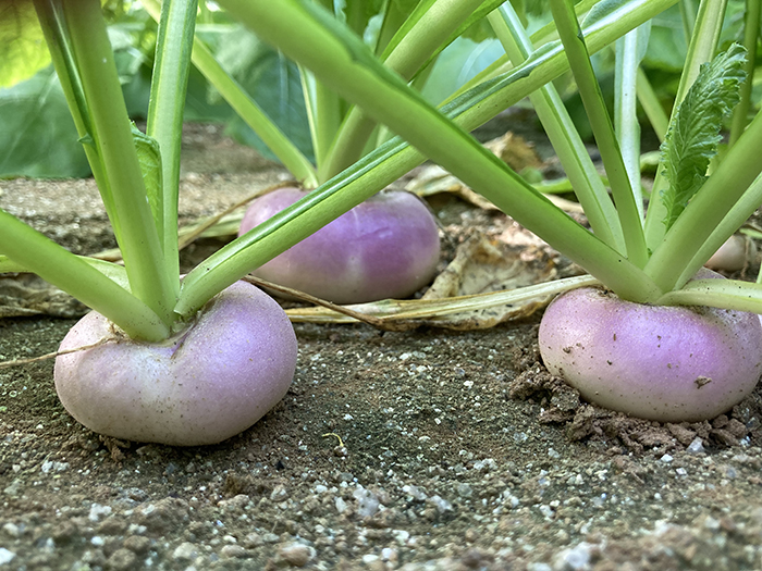 mini légumes cultivés en Bretagne - Mini navets