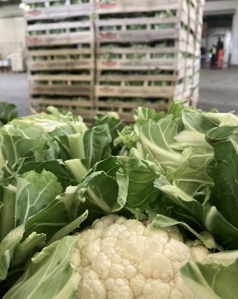 Pouliquen, légumes frais de Bretagne, caisses de choux-fleurs frais, prêtes pour l'expédition - Sation Vilar Gren, Saint-Pol-de-Léon (29)