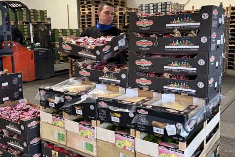 Préparation de palettes mixtes de légumes frais - Preparazione di pallet misti di verdure fresche