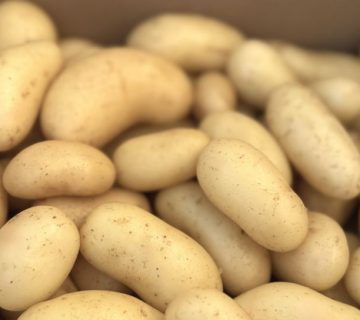 Pouliquen - Pommes de terre grenaille Celtiane et Galante ; baby potatoes ; Kleine Kartoffeln ; patatas pequeñas ; patate novelle