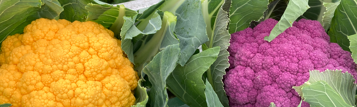 Pouliquen, chou-fleur couleur français. Récolte 2025 négoce de légumes frais, export