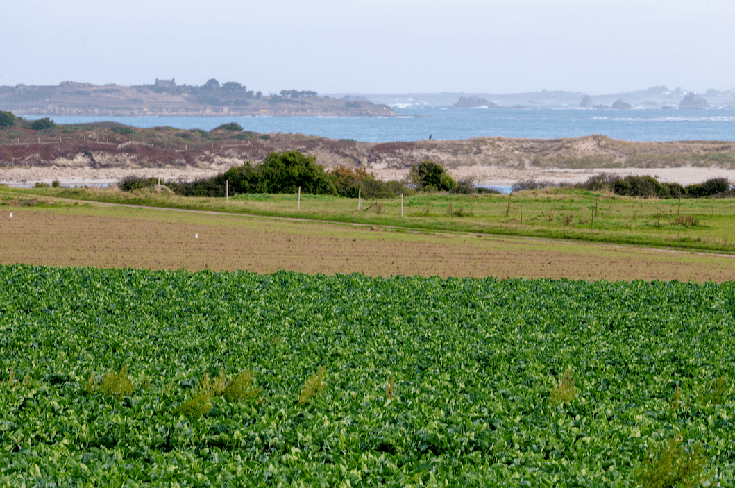 Pouliquen, legumes frais de Bretagne
agronomie
ortaggi da pieno campo
Freigumüse
field vegetables
hortalizas de campo abierto
