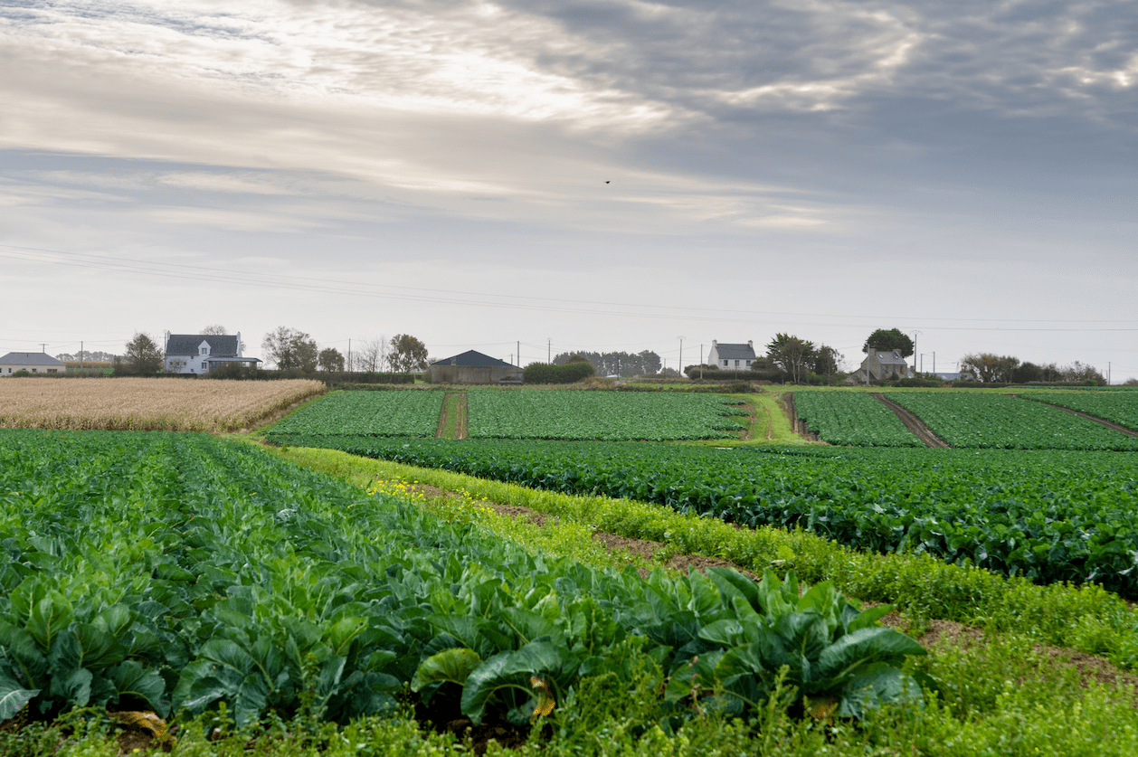 Pouliquen, legumes frais de Bretagne
agronomie
ortaggi da pieno campo
Freigumüse
field vegetables
hortalizas de campo abierto
Sales / Export