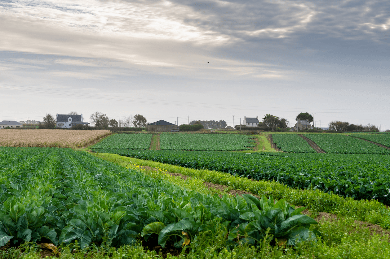 Pouliquen - Champs légumes - Bretagne - Agronomie