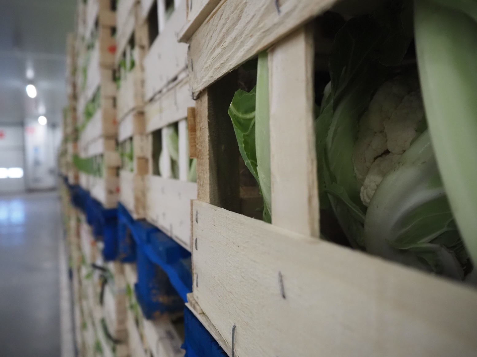 Pouliquen-legumes frais de Bretagne-palettes-choux-fleurs-frais-prêtes-pour-expedition-export