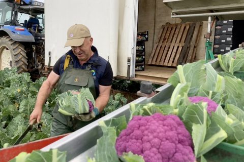 Pouliquen-chou-fleur-couleur-français-chou-fleur-couleur-frais-Récolte-Bretagne-2025 French-coloured cauliflower