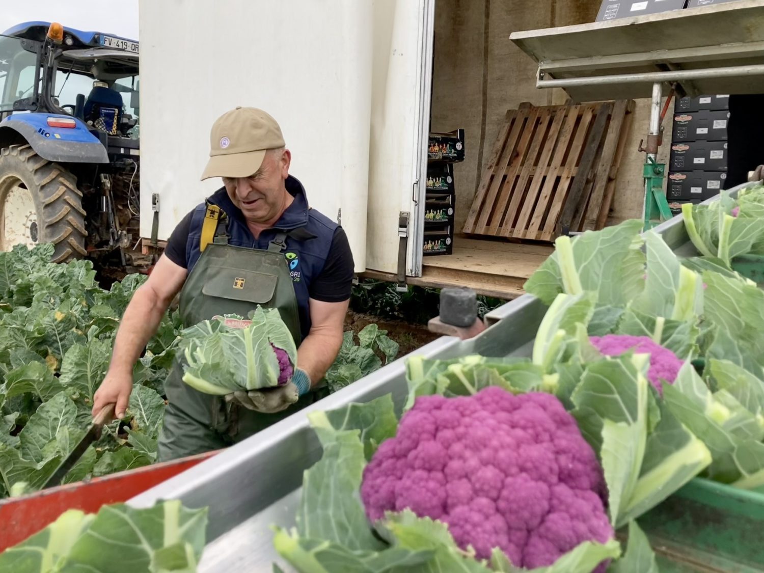 Pouliquen-chou-fleur-couleur-français-chou-fleur-couleur-frais-Récolte-Bretagne-2025 French-coloured cauliflower