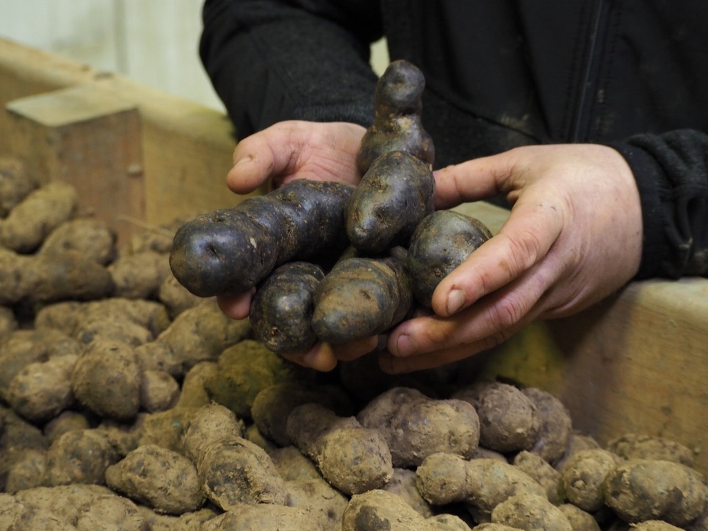 Pouliquen-Vitelotte-avant-lavage-producteur-pommes-de-terre-Romain-Larvor-