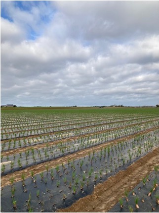 Bretagne-Champ-Echalotes-traditionnelles-Bretagne-mars-2025-Pouliquen-legumes-frais
