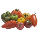 http://tomates%20anciennes%20différents%20coloris